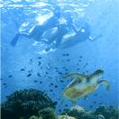 sea_turtle_diving