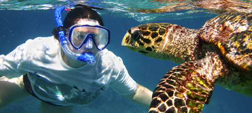 swim_turtle